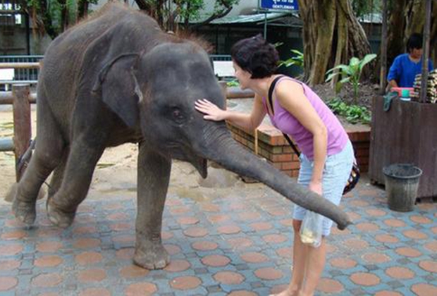 泰國清邁一大象園推出吸睛活動“擁抱大象”