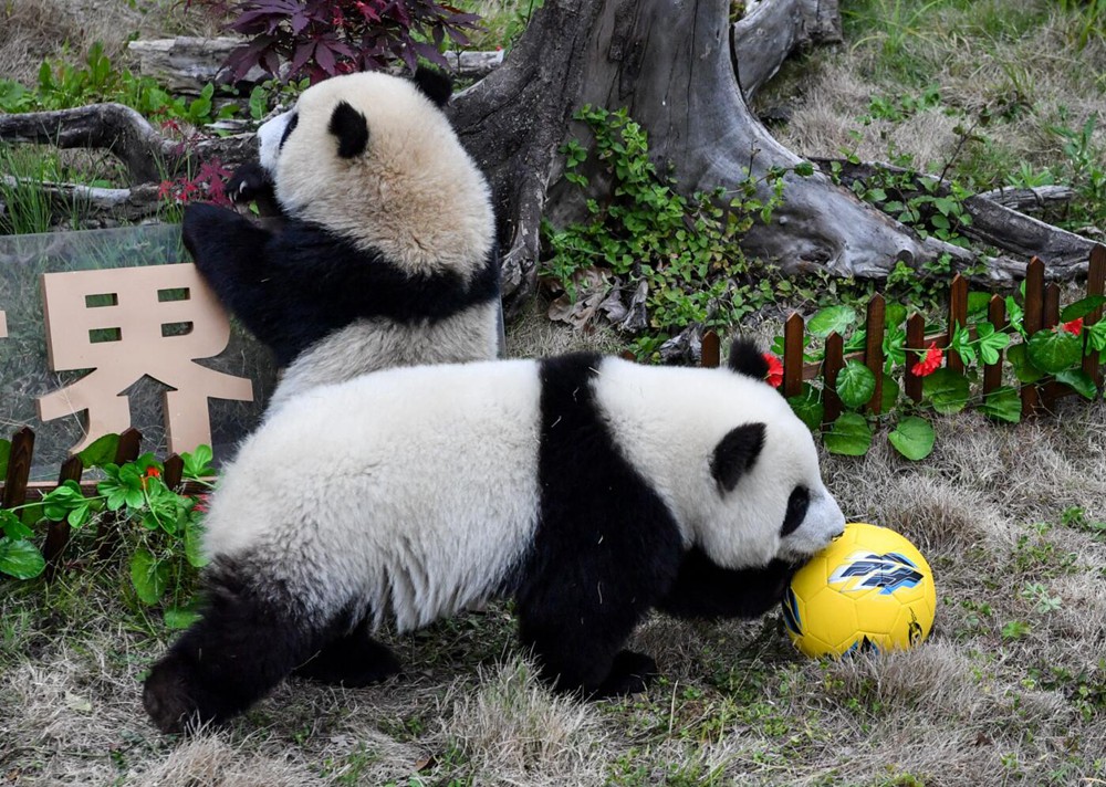 圖集 | 熊貓「足球賽」 助威世界盃