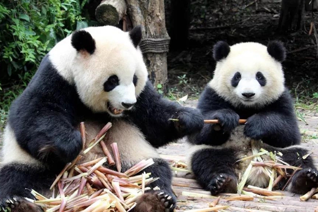 都江堰人的熊貓鄰居奇緣 幸福三口之家