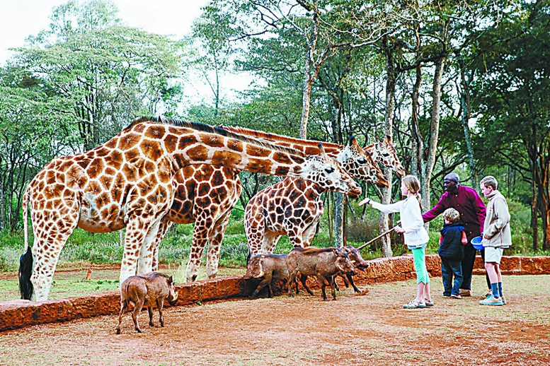 游非洲 住野生動物客棧