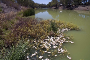 澳最大河流系統遭遇生態危機