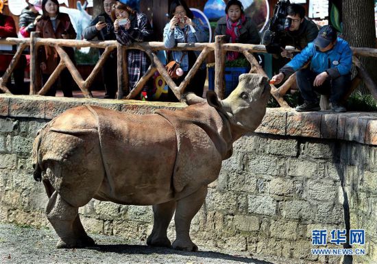 亞洲獨角犀牛在上海正式與遊客見面