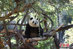 旅美大熊貓母子“白雲”和“小禮物”將返回中國