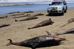 今年法國海豚死亡數暴增 原因成迷