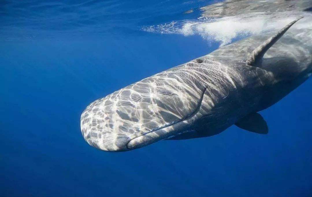 抹香鯨屍體內藏22公斤塑料 意政府將擬新限塑法案