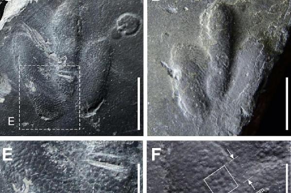 韓國發現白堊紀恐龍足跡 腳底皮膚紋理清晰可見 