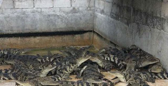 泰國一養殖場36只小鱷魚大雨後逃脫 已被成功抓回 