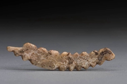 河南鞏義雙槐樹遺址出土五千年前牙雕蠶 見證絲綢之源