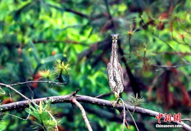 “世界上最神秘的鳥”海南鳽現福建長汀