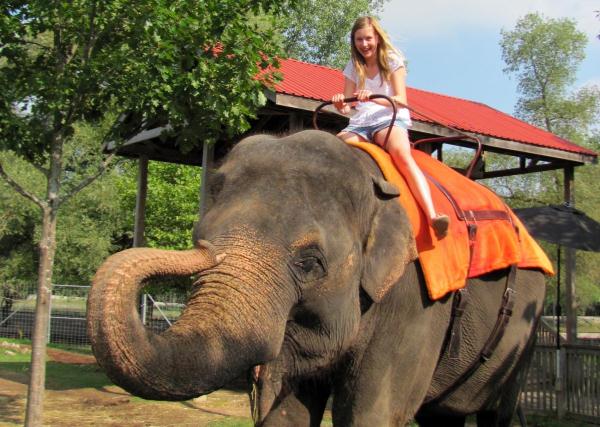 柬埔寨吳哥窟“大象載客”將被取締