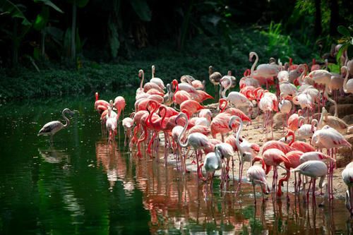 華南最大「鳥類繁育中心」在廣州長隆飛鳥樂園開放