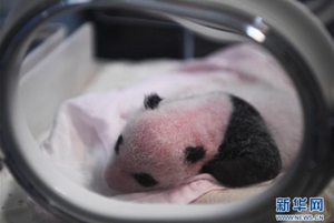 重慶動物園兩隻大熊貓同日雙雙誕下雙胞胎