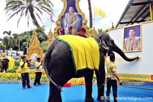 奇觀 泰國芭提雅東芭樂園大象握筆題字
