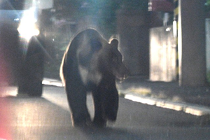 住宅區熊出沒 札幌市政府求助獵友會