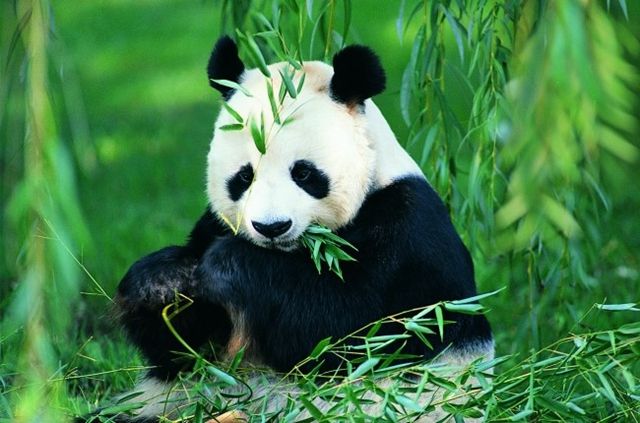 雄起！孫前彭長征在中國大熊貓保護研究中心暢談大熊貓文化和藝術
