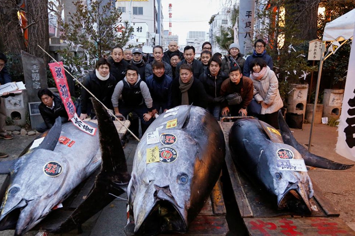高達2億日元！日本豐洲市場迎金槍魚新年首拍
