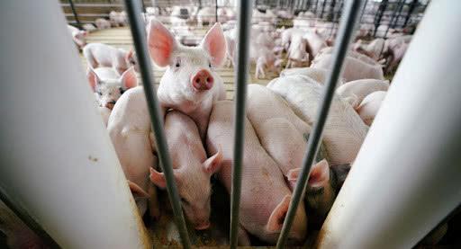 旅遊勝地巴厘島確認爆發非洲豬瘟病毒，近千頭豬死亡