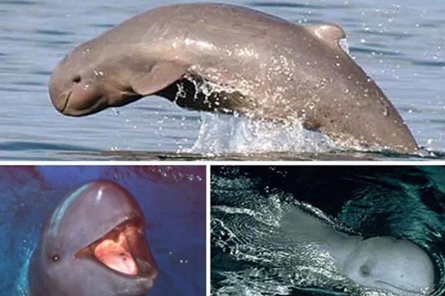 伊洛瓦底江豚數量達到近20年來最高