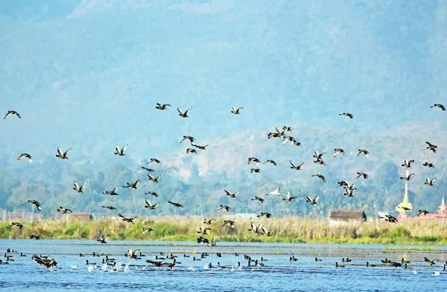 “高原明珠”缅甸茵萊湖受候鳥青睞 保護區被劃定為候鳥遷徙路線