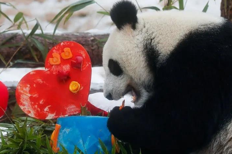 莫斯科動物園雌性熊貓丁丁將收到雄性“如意”贈送的花作為三八節禮物