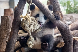 德國動物園擬宰殺動物應對疫情，我們的熊貓怎麼辦？