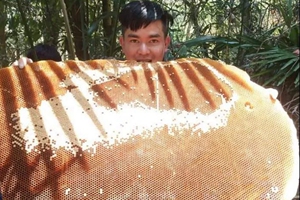 老撾川壙省發現巨大的蜜蜂蜂巢
