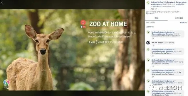 線下變線上，泰國動物園網路直播科普動物收穫人氣