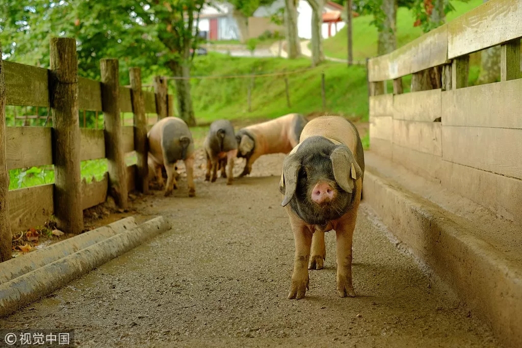 全球最大豬廠宣佈"無限期關閉"，1000億養豬巨頭慌了