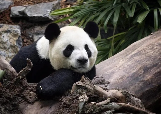 受疫情影響吃不到新鮮竹子，旅加大熊貓將提前兩年歸國