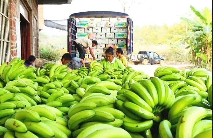 菲律賓一季度水果產量下降 香蕉出口下降15%