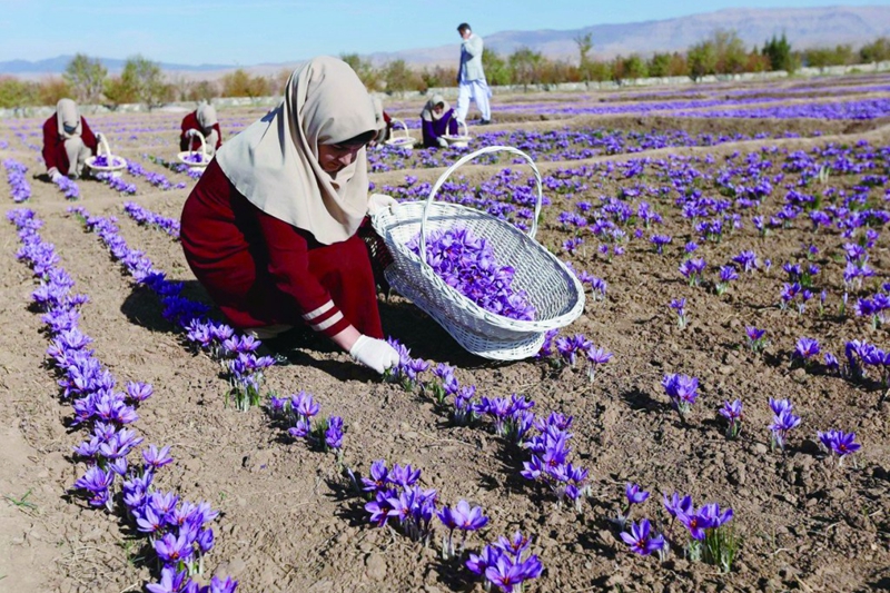 藏紅花，在阿富汗象徵幸福與和平