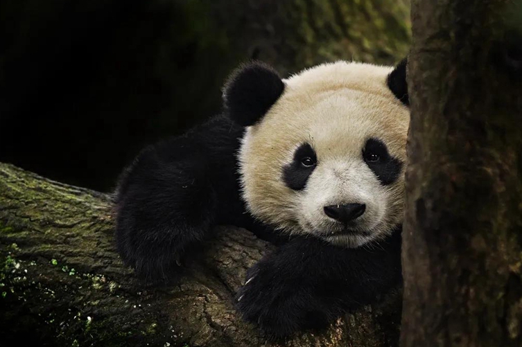 大熊貓國家公園正式設立！