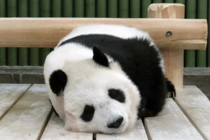 日本將延期返還大熊貓“旦旦”