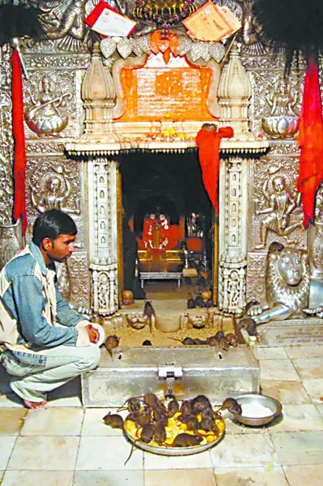 印度寺廟把老鼠奉若神明：“踩傷它們會有噩運”