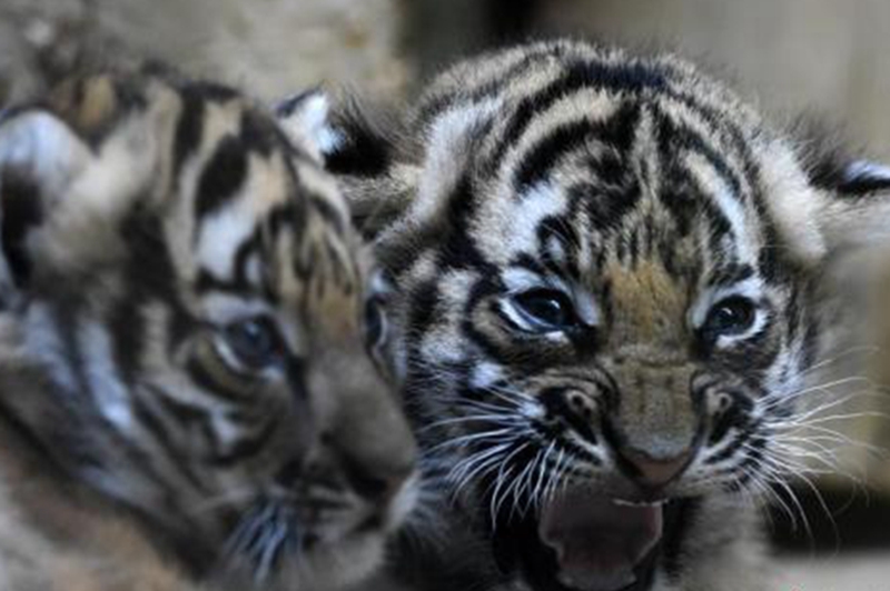 馬來西亞推六大措施保育馬來亞虎