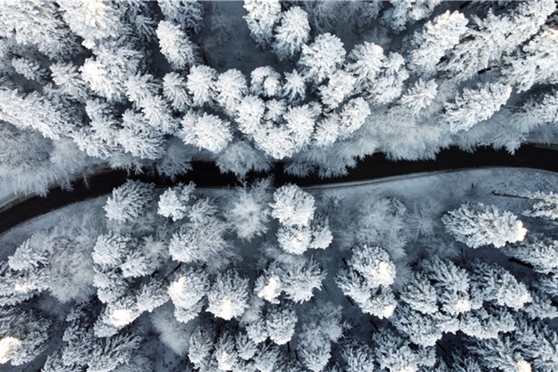 土耳其博盧銀裝素裹 樹木被積雪覆蓋宛如畫卷