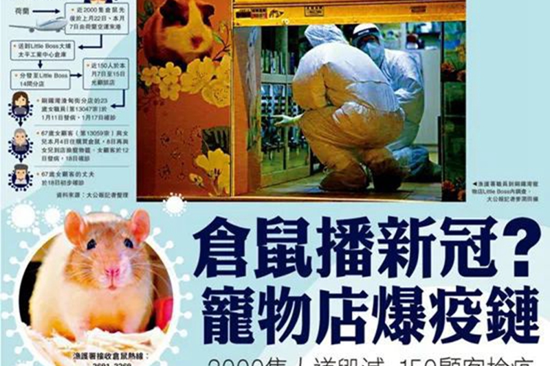 香港一寵物店倉鼠感染新冠病毒，或出現全球首例倉鼠傳人