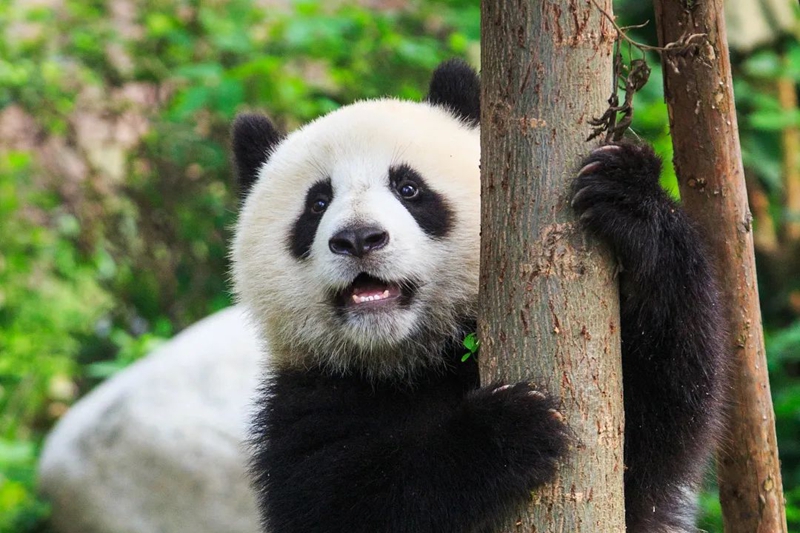 保護“滾滾”的家！四川出臺大熊貓國家公園管理辦法