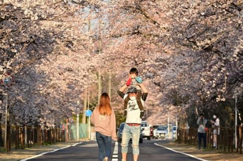 日本兒童人數連續41年減少 占比創70多年來新低