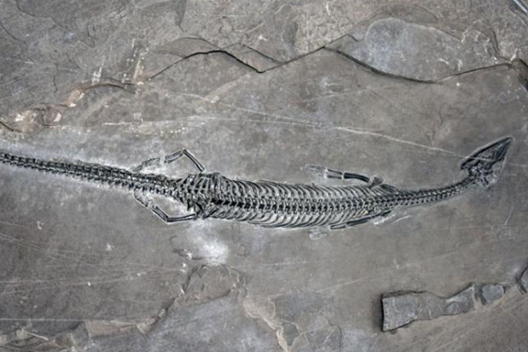 世界上尾巴最長、中國最早的腫肋龍化石 首現雲南距今2.44億年