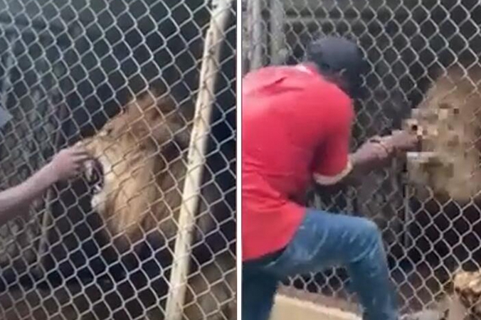 牙買加動物園一名管理員把手伸進鐵籠逗弄雄獅，被咬掉一節手指