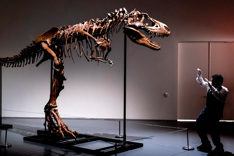 美國將拍賣一具恐龍化石骨架：高3米 估價800萬美元