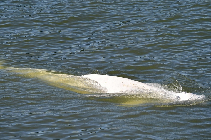 法媒：巴黎塞納河中發現迷路白鯨，救援人員正展開營救