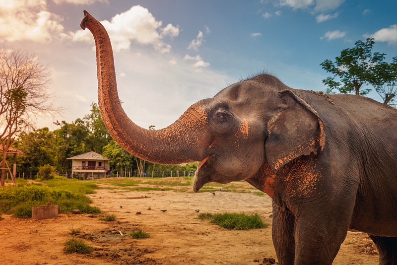 印媒：攔車吃甘蔗，泰國大象在高速路上“收過路費”