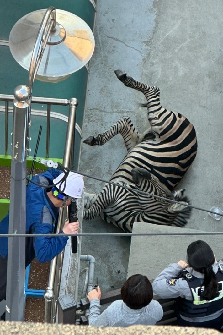 韓國斑馬逃出動物園車流中狂飆：無視斑馬線 數十人圍觀