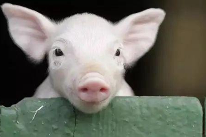 先用二氧化碳迷暈，澳大利亞屠宰業殺豬方法引爭議