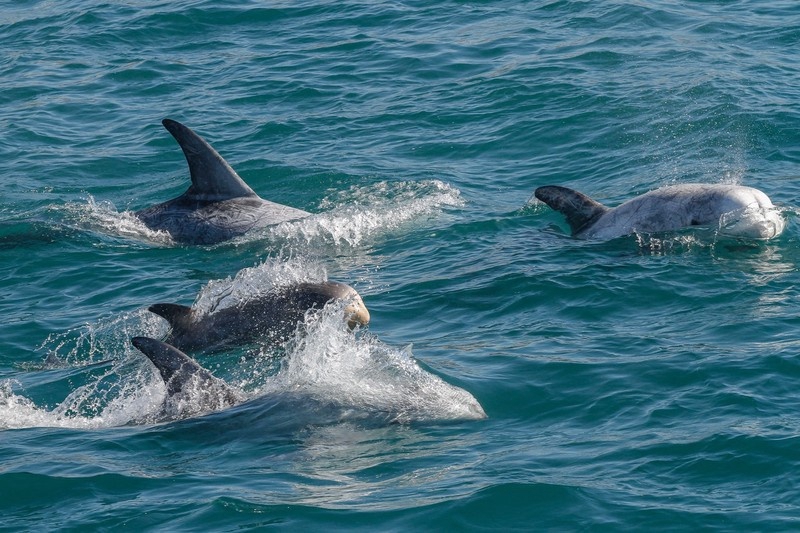 美媒：33名遊泳者騷擾海豚被夏威夷起訴，可能面臨監禁和罰款