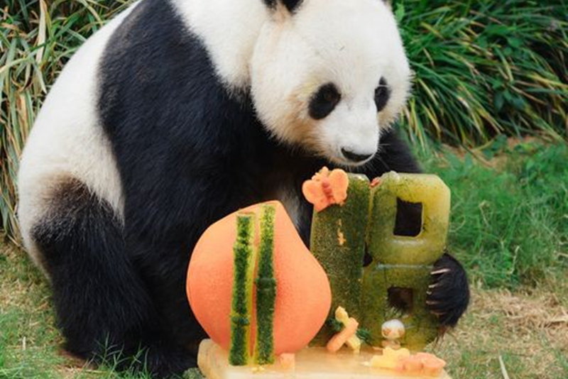 香海洋公園為大熊貓送上消暑巨型冰蛋糕慶祝生日