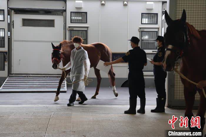 馬匹也可「自由行」！五年超2.3萬匹次賽馬往返粵港兩地