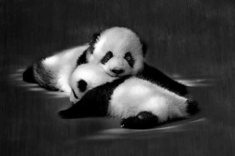 3生活在大熊貓國家公園和動物園熊貓館的大熊貓.jpg